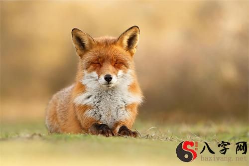 梦见狐狸和我很亲近