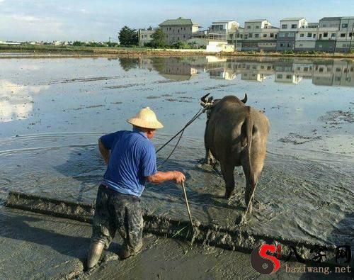 梦见水牛过河