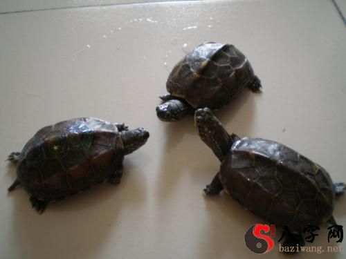 梦见很多乌龟